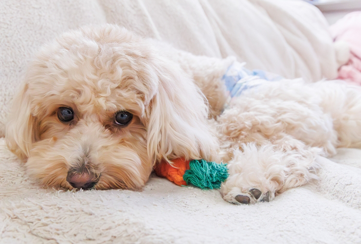 犬におすすめの健康食品3選