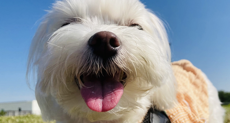 犬の歯石取りはどのようにおこなう?順序や費用、口腔ケアを解説