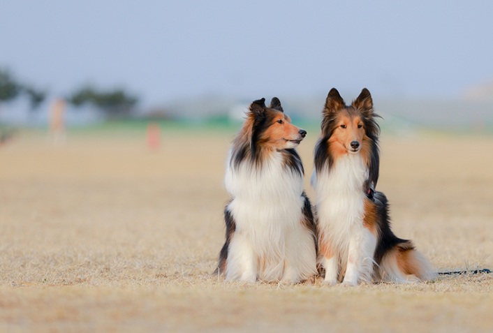 犬の歯石はなぜできる?