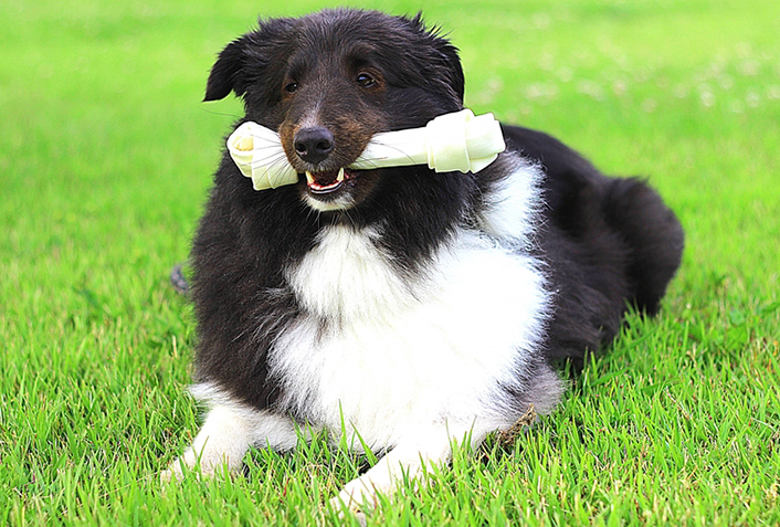 犬のニオイがきになるときにおすすめの消臭剤3選