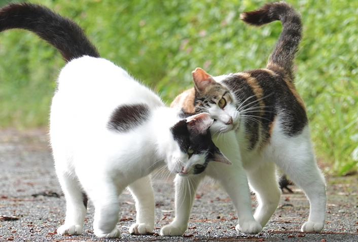 猫がゴロゴロ音を鳴らす理由