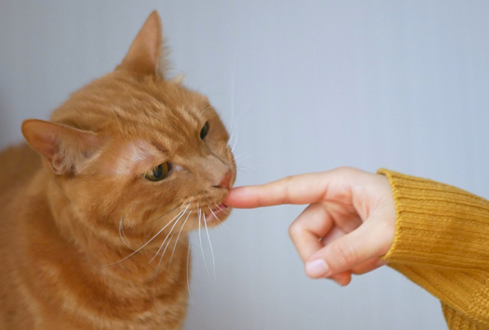 猫のゴロゴロという音は、聞いている飼い主さんにもメリットがある