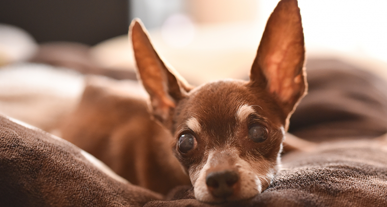 犬の白内障はどうやって進行するの？予防方法もご紹介！