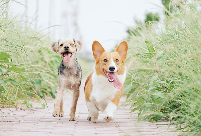 白内障は若い犬も発症する場合も多い