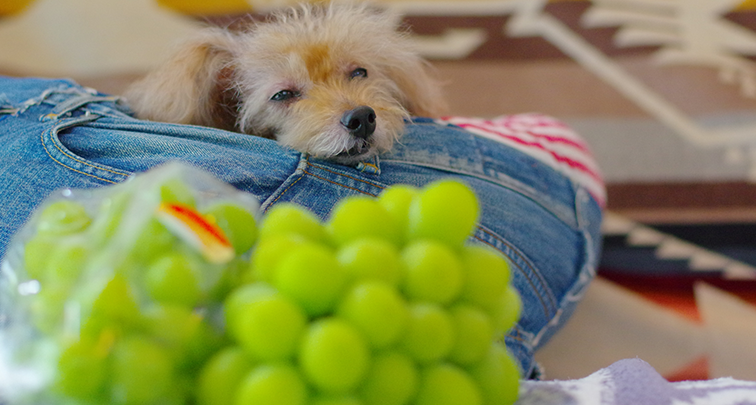 犬にとってぶどうがダメな理由とは？恐ろしいぶどう中毒についてご紹介！