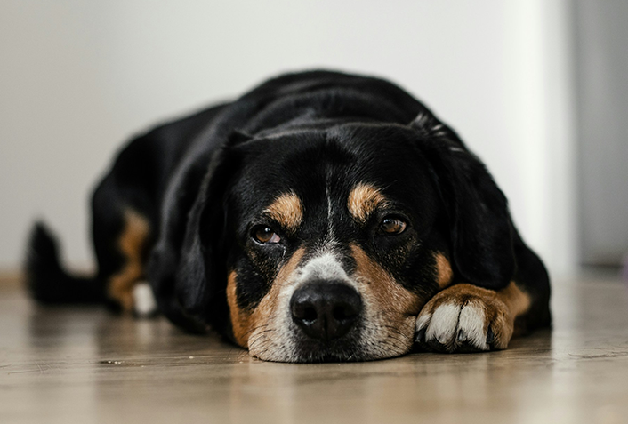 犬がぶどうを誤飲した時に見られる症状