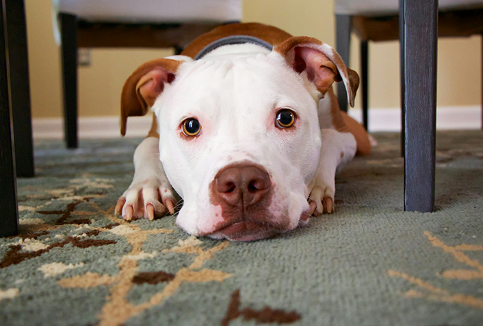 犬がぶどうを食べた場合死ぬ可能性もある