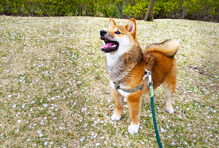 犬がぶどうを食べてしまった時の対処と治療方法