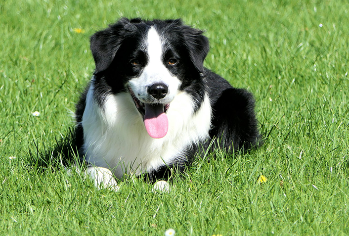 犬はゆで卵を食べていい？