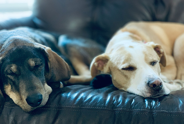 犬への卵の与え方