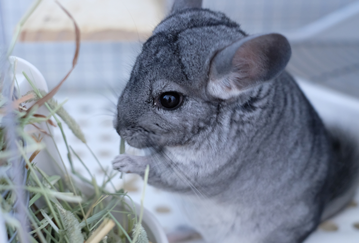 チンチラはどんな動物？