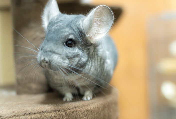 チンチラをお迎えする前に知っておきたい飼育のポイント