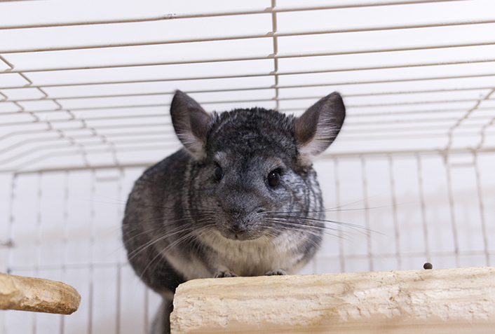 チンチラを飼う時の注意点