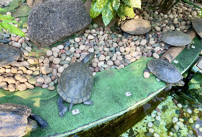 2.こまめに水槽の水換えをする