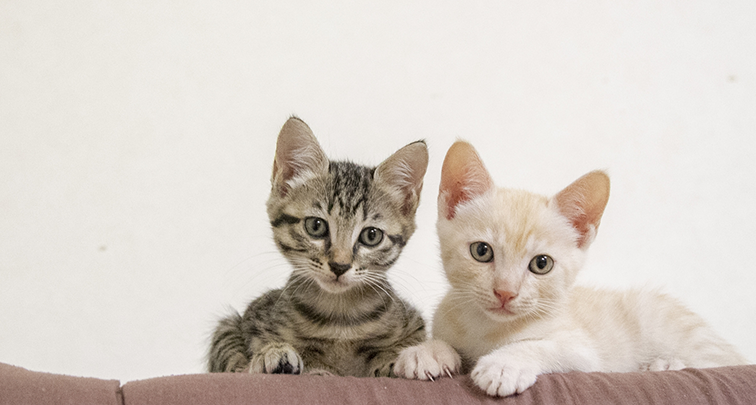 子猫の噛み癖がひどい！子猫の噛み癖にできるしつけと対処法をご紹介！