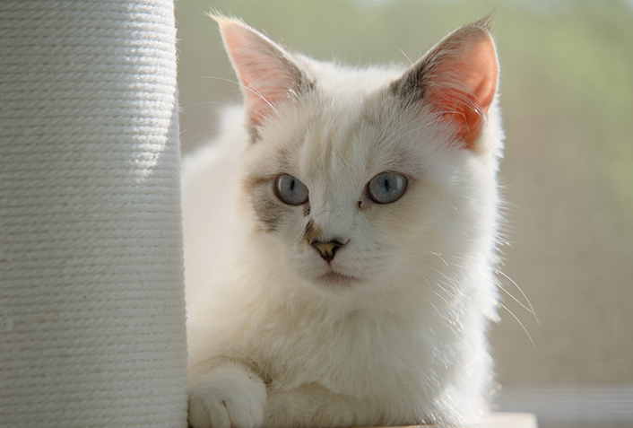 子猫が飼い主さんを噛む理由