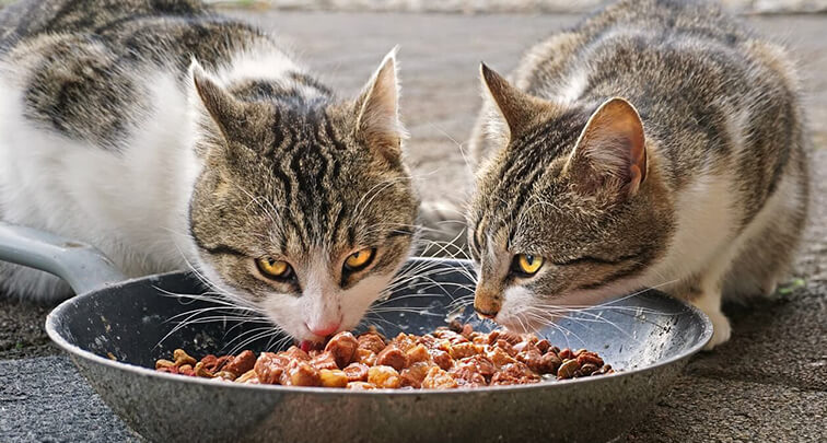 猫がカリカリを食べない｜理由と対処法を徹底解説！