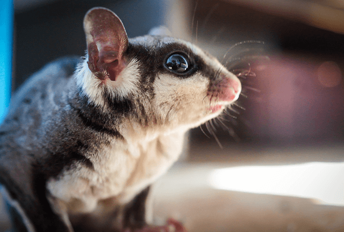 フクロモモンガの寿命を伸ばす飼育法