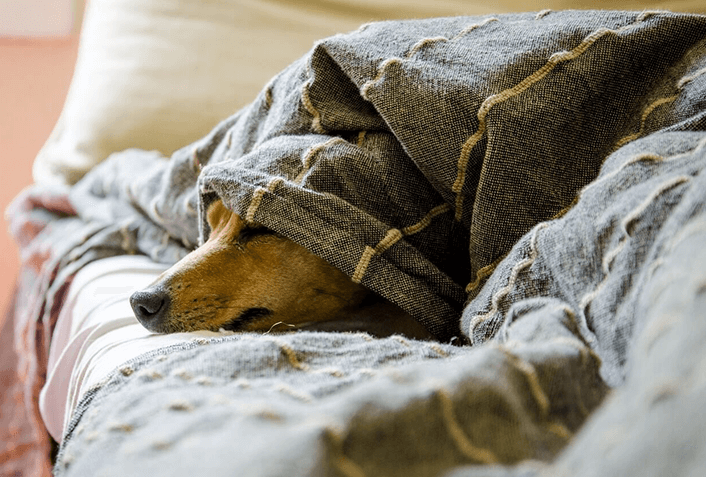 犬の肝硬変ってどんな症状？