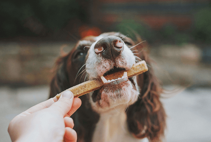 犬の肝硬変の原因