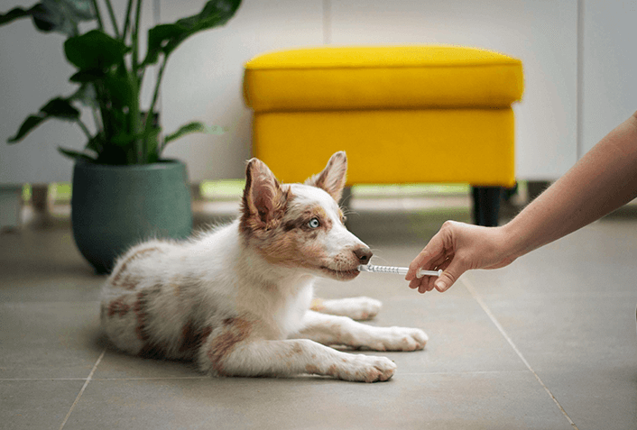 犬のフィラリア治療・予防