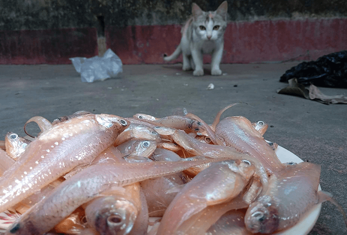 猫が食べていいもの決定版！