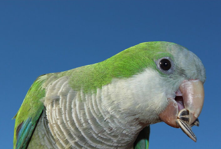 インコの好物