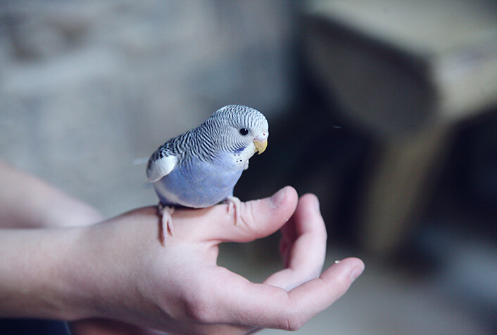 インコの健康維持のための食事ポイント