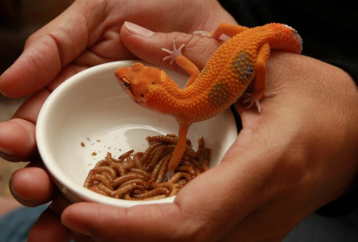 ヤモリの飼育方法
