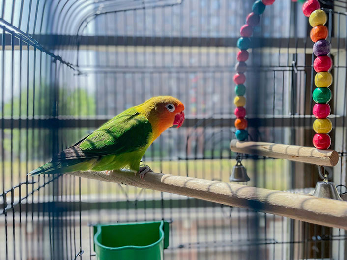 インコが急に甘えるのはなぜ？