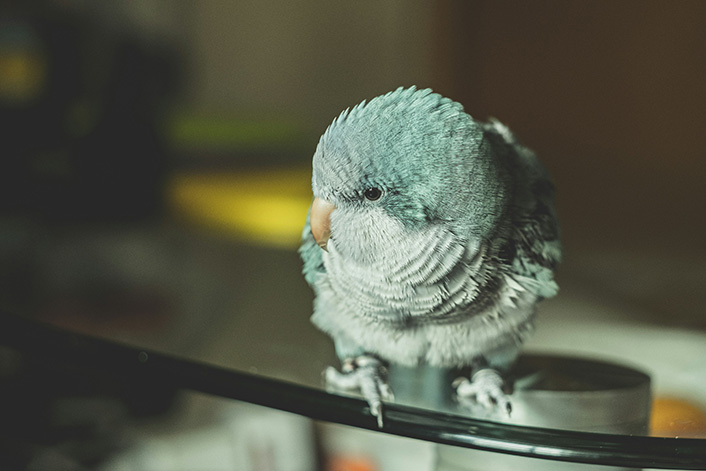 インコの甘え行動とは？見られる具体的なサイン