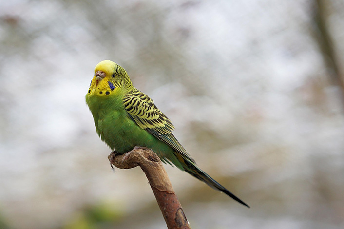 インコが甘える時に飼い主ができること