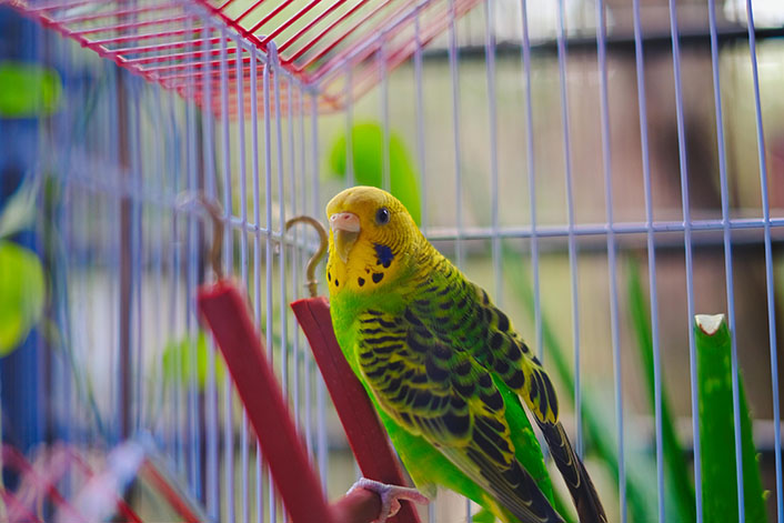 セキセイインコの仕草には意味がある！