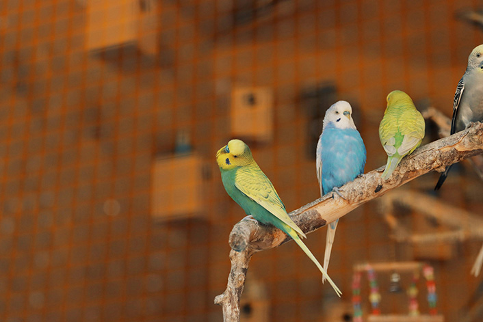 セキセイインコのよくある仕草と意味