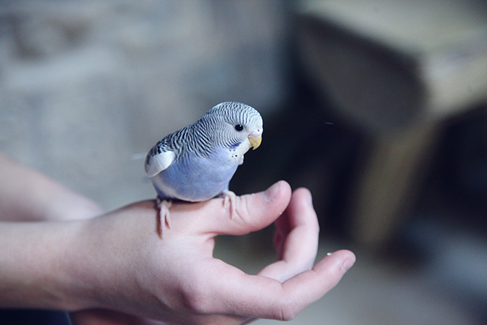 セキセイインコの健康維持のために