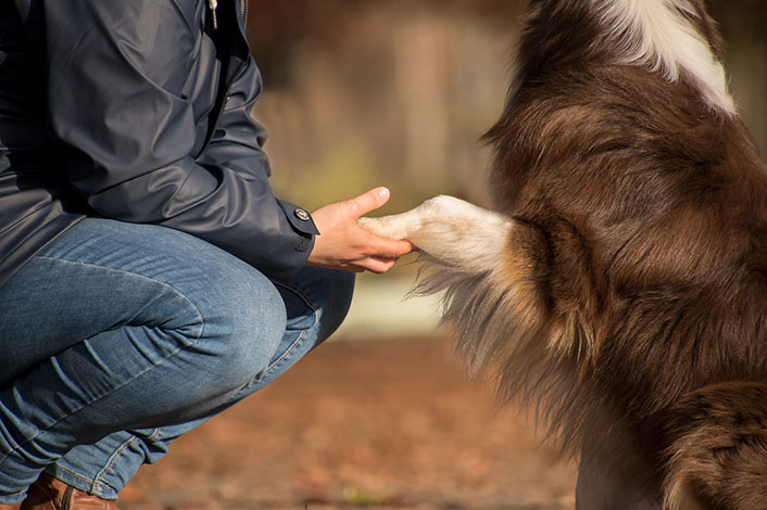 犬のマウンティングをやめさせる方法とNG対応