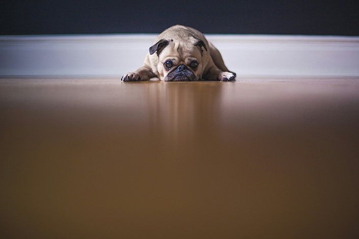 犬には、言うことを聞かない“時期”がある！