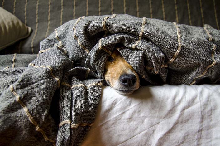 犬が言うことを聞かない時期の行動