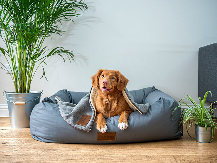犬の爪切りで出血を防ぐコツ