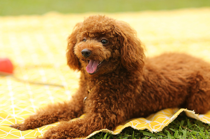 雌犬が腰を振る理由｜本能からの行動