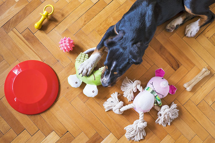 雌犬が腰を振る発情以外の理由