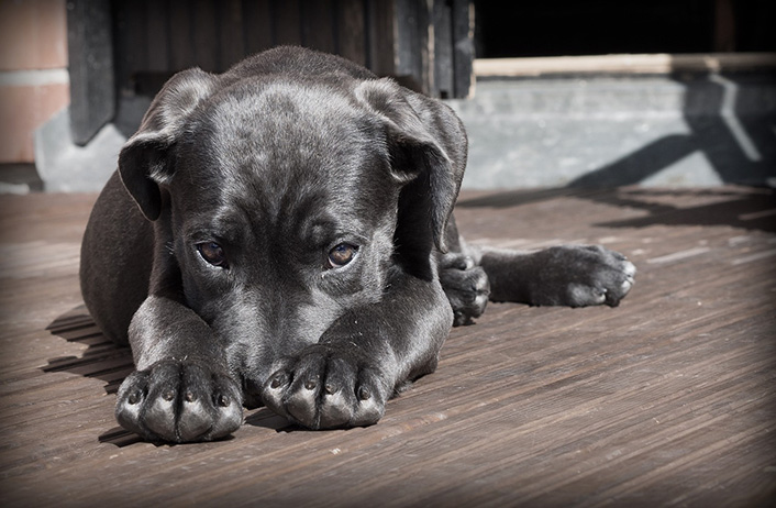 雌犬が腰を振るときの注意点と適切な対応方法