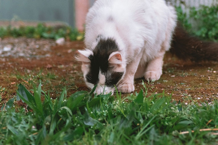 猫草がすぐ枯れるのはなんで？