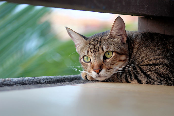 猫草の注意点と猫の健康維持