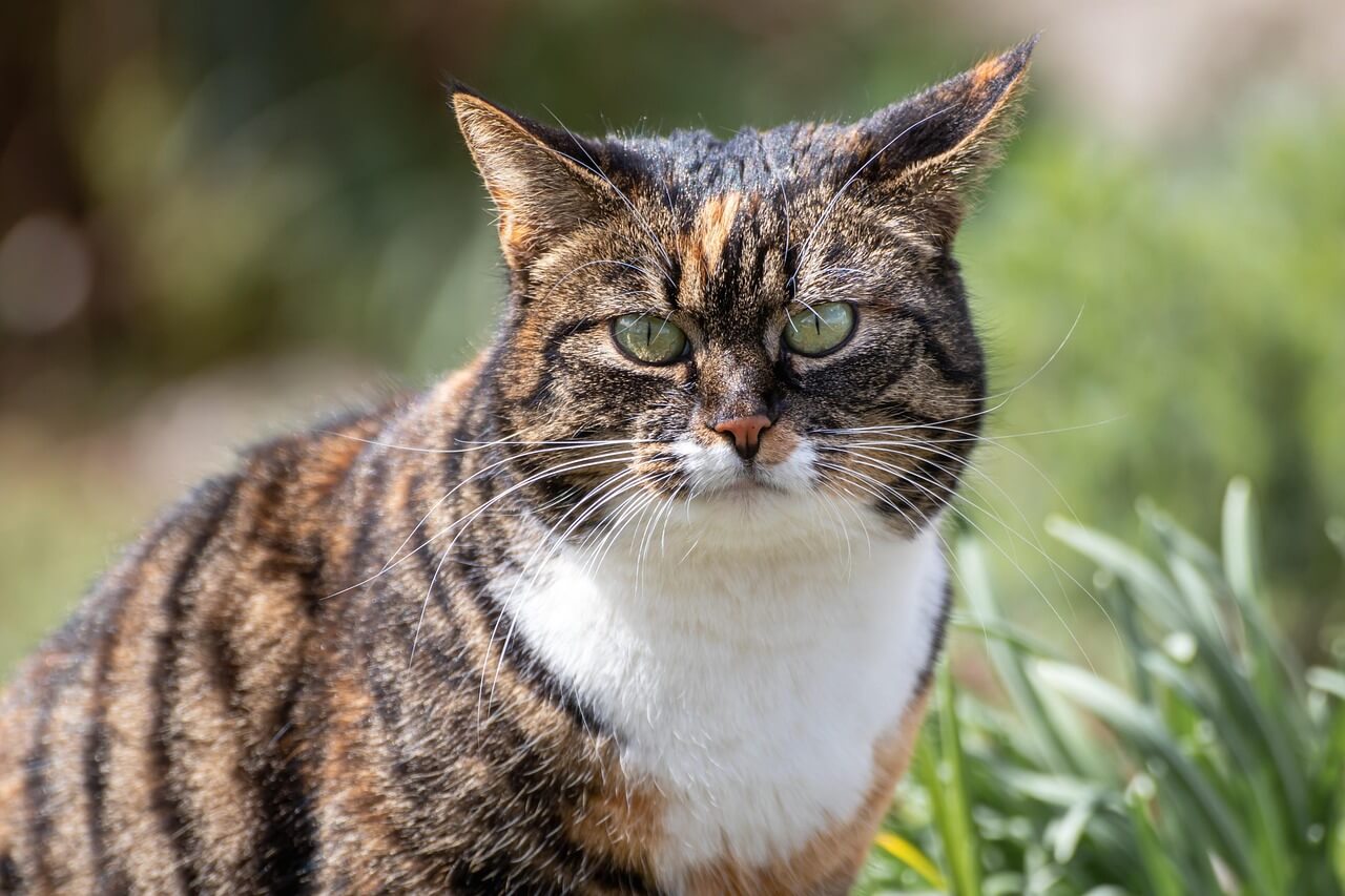 猫の「イカ耳」って何？耳から気持ちを読み取るコツと正しい接し方