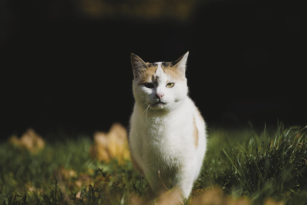 猫の「イカ耳」ってなに？飼い主の接し方は？