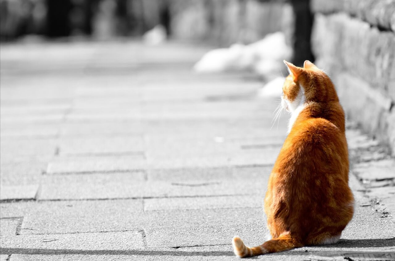 猫がイカ耳になるのはどんな時？