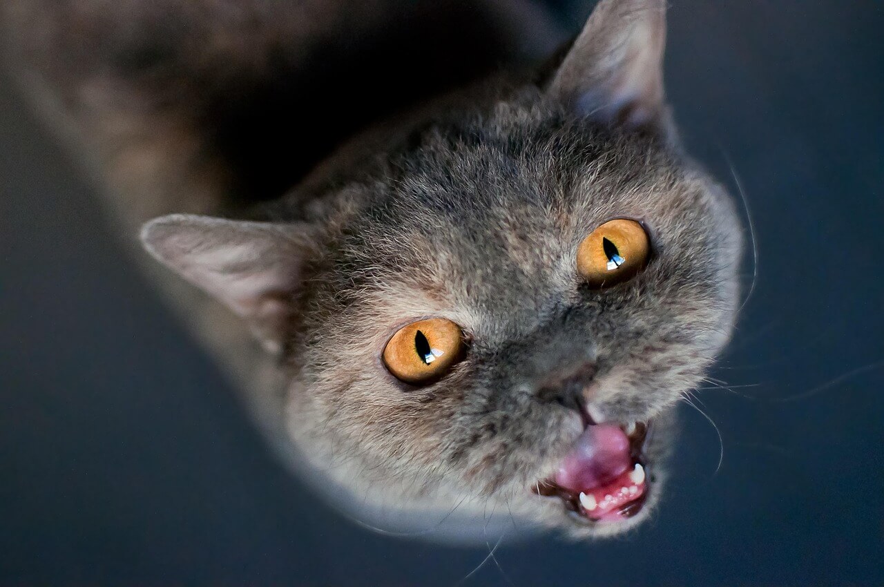 猫の夜泣きが止まない｜原因と対処法、高齢猫のケアまで徹底解説