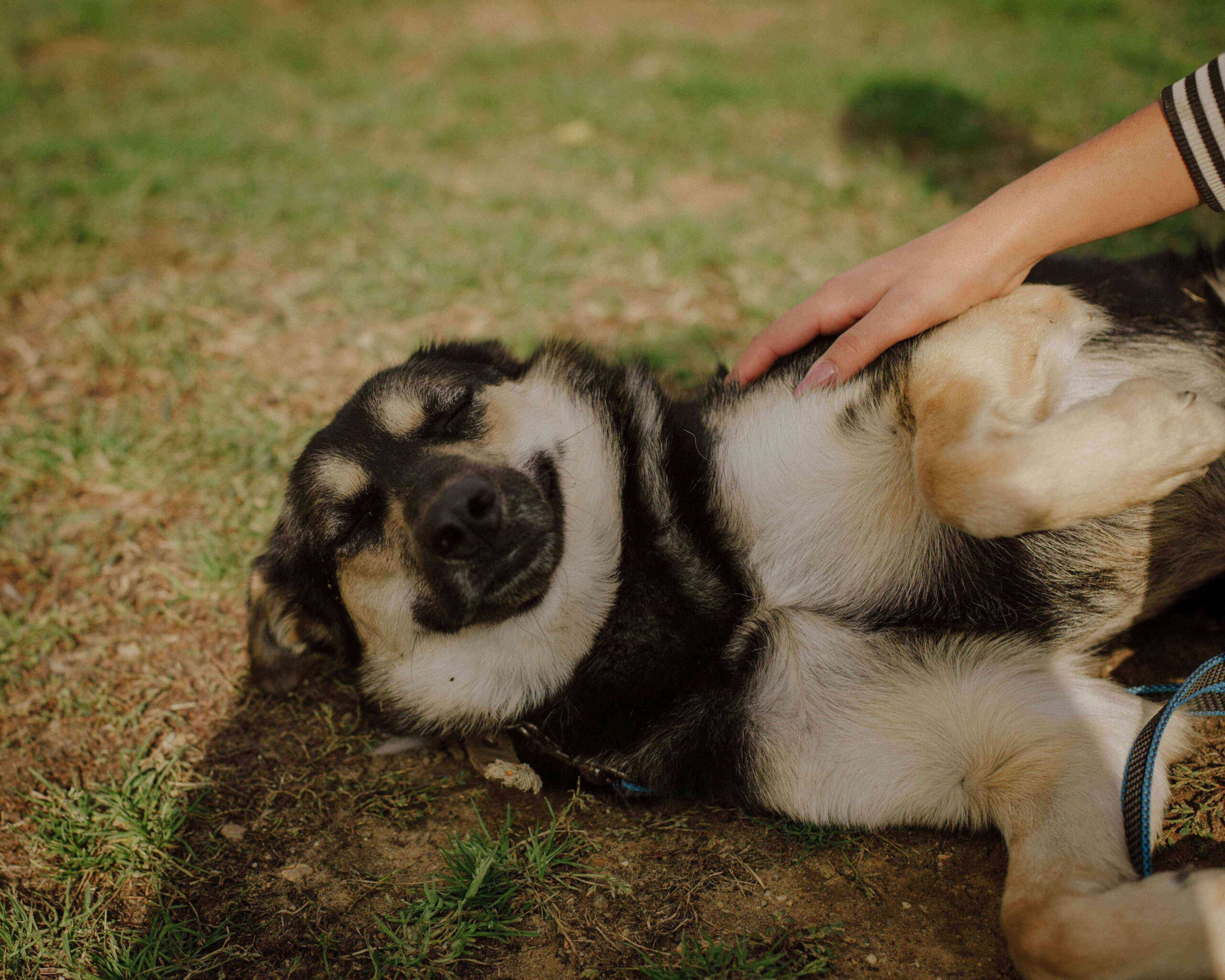 犬のマッサージに効果はある？