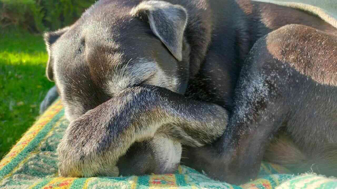 シニア犬・嫌がる犬へのマッサージ